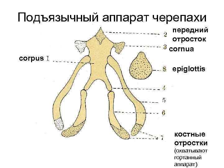 Подъязычный аппарат черепахи передний отросток cornua corpus epiglottis костные отростки (охватывают гортанный аппарат) 