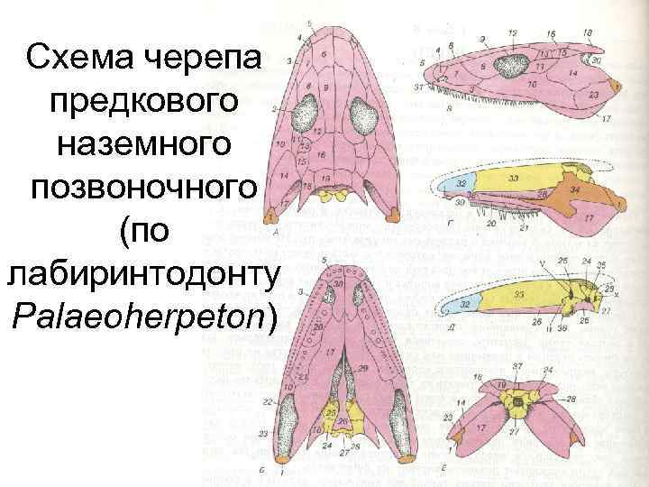 Схема строения конечностей наземного позвоночного