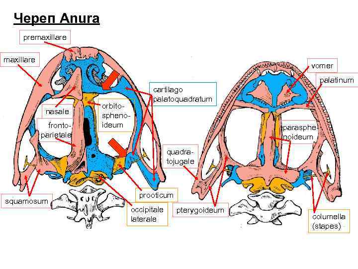 Череп Anura premaxillare vomer palatinum nasale frontoparietale orbitosphenoideum cartilago palatoquadratum parasphenoideum quadratojugale squamosum prooticum