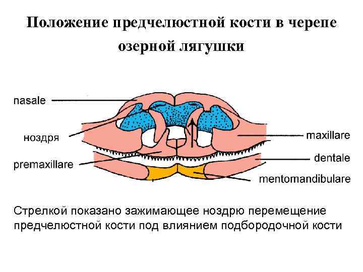 Положение предчелюстной кости в черепе озерной лягушки Стрелкой показано зажимающее ноздрю перемещение предчелюстной кости
