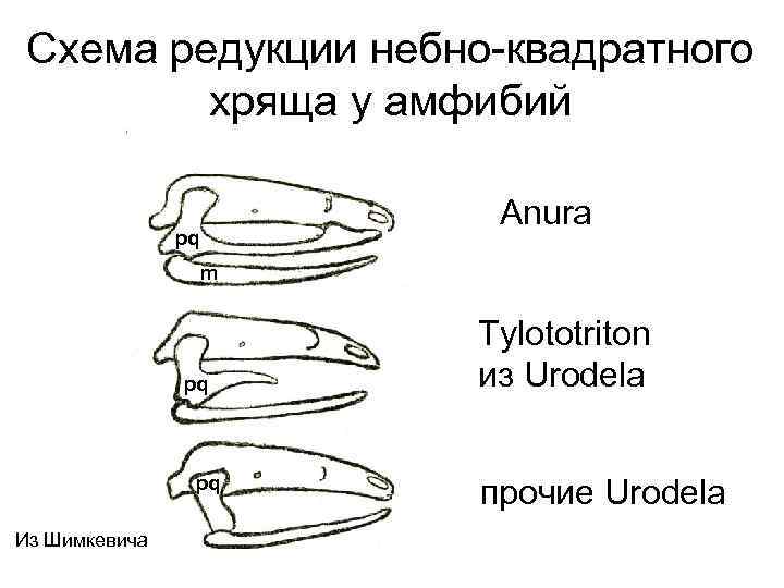 Череп крокодила схема