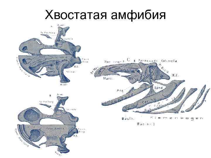 Хвостатая амфибия 