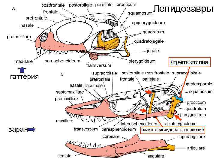 Схема черепа млекопитающих