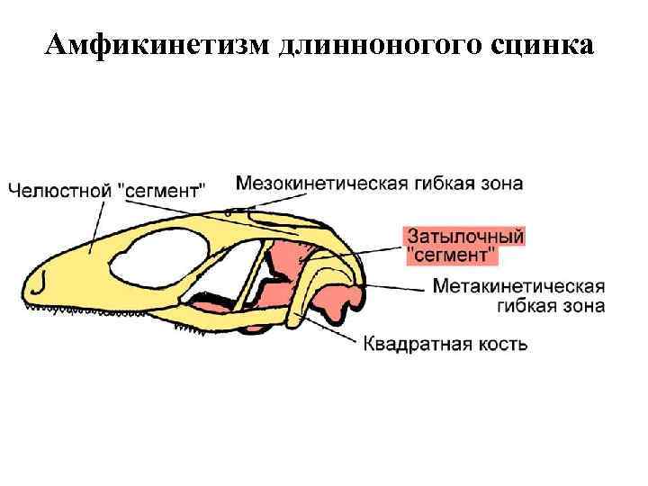 Амфикинетизм длинноногого сцинка 