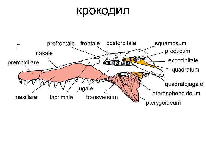 Череп крокодила схема