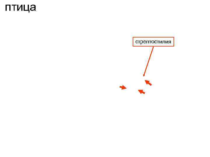 птица стрептостилия 