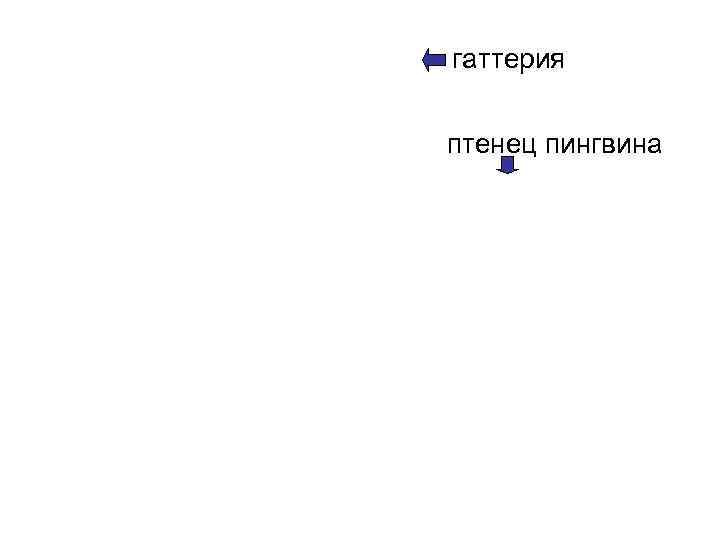 гаттерия птенец пингвина 