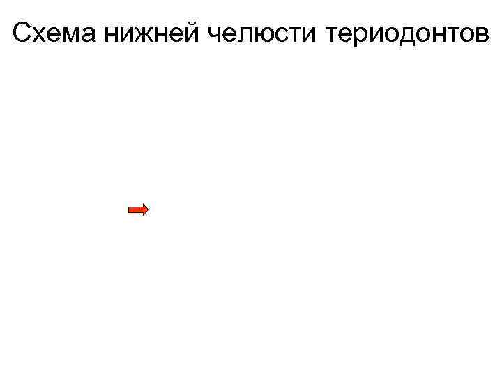 Схема нижней челюсти териодонтов 