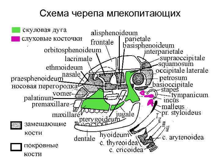 Схема черепа млекопитающих 