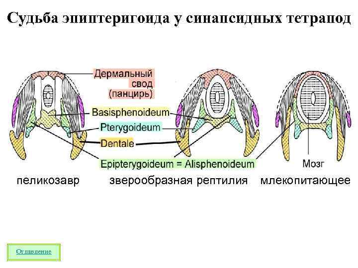 Схема черепа млекопитающих по веберу