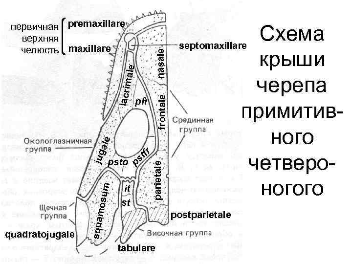 frontale lacrim ale nasale первичная premaxillare верхняя челюсть maxillare quadratojugale it st tfr s