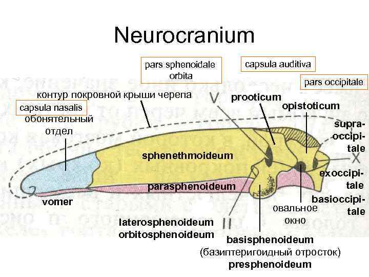 Neurocranium capsula auditiva pars sphenoidale orbita контур покровной крыши черепа pars occipitale prooticum capsula