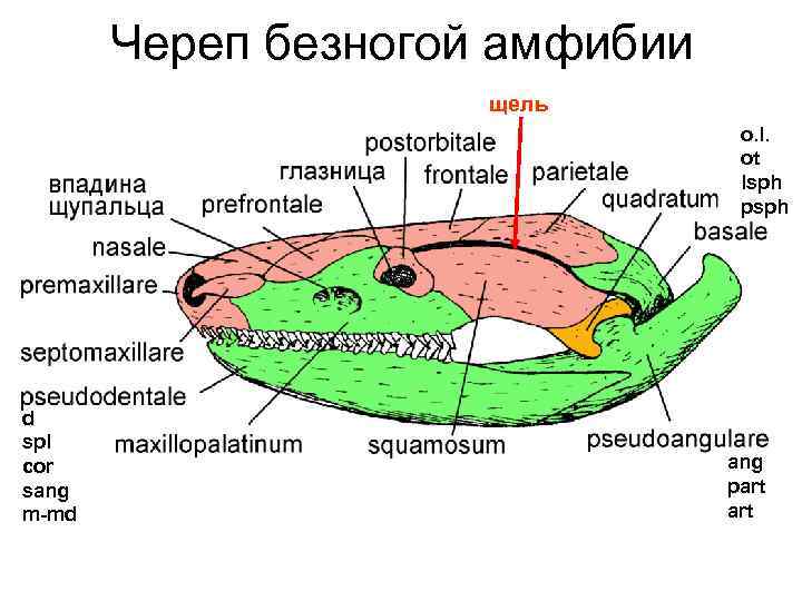 Череп безногой амфибии щель o. l. ot lsph psph d spl cor sang m-md