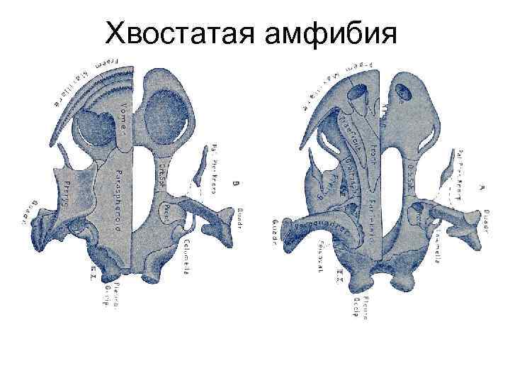 Хвостатая амфибия 