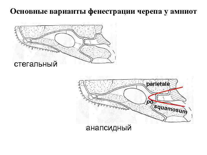 Основные варианты фенестрации черепа у амниот стегальный parietale po squam o sum анапсидный 