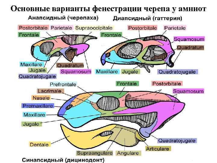 Схема черепа млекопитающих