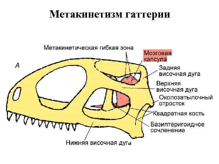 Схема черепа млекопитающих по веберу