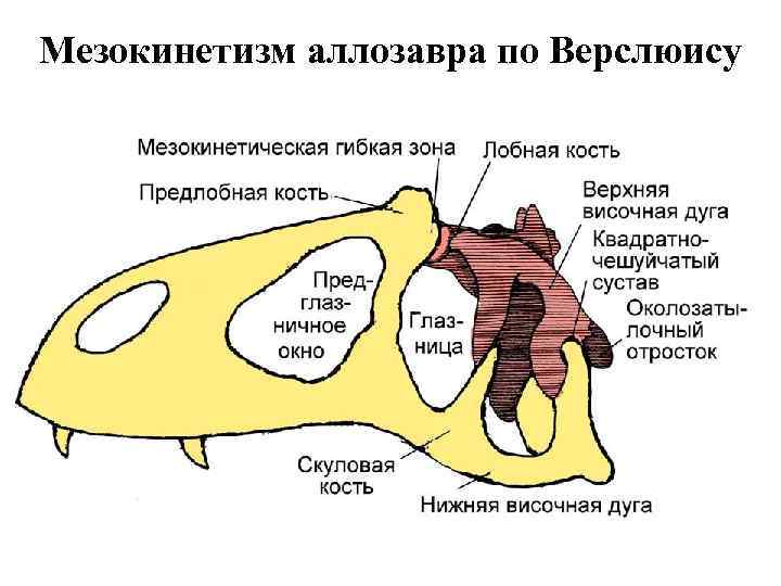 Схема черепа млекопитающих