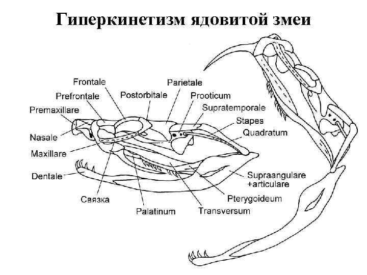 Гиперкинетизм ядовитой змеи 