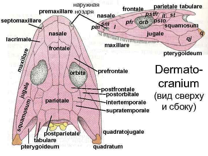 max illar e наружная parietale tabulare frontale premaxillare ноздря pstfr it st nasale septomaxillare