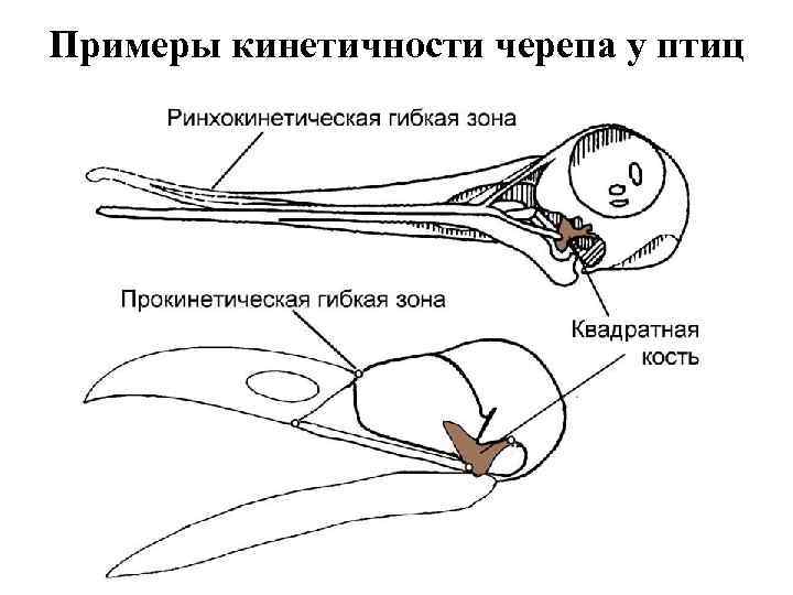 Примеры кинетичности черепа у птиц 
