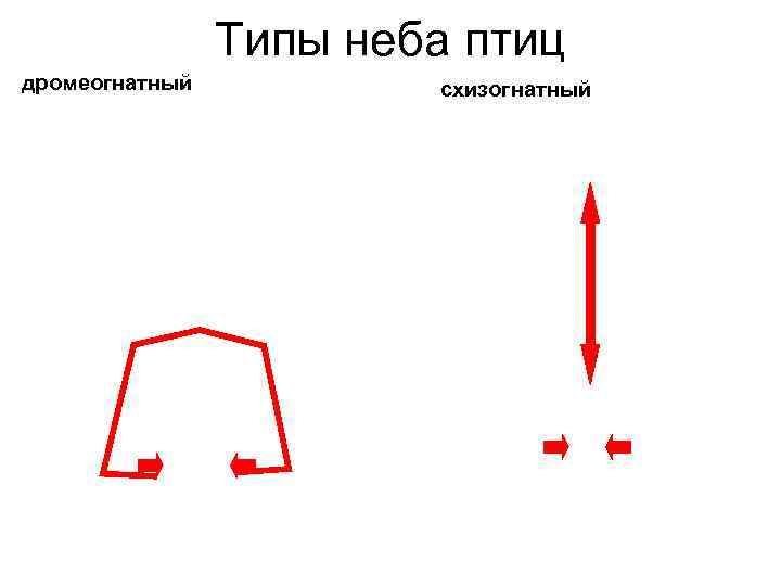 Типы неба птиц дромеогнатный схизогнатный 