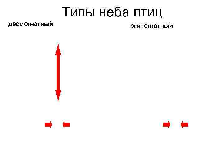 Типы неба птиц десмогнатный эгитогнатный 