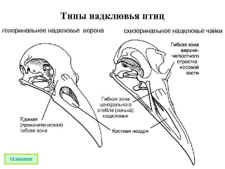 Какую форму имеет череп птицы