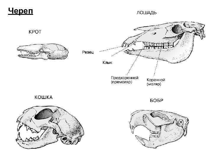 Особенности строения скелета черепа млекопитающих