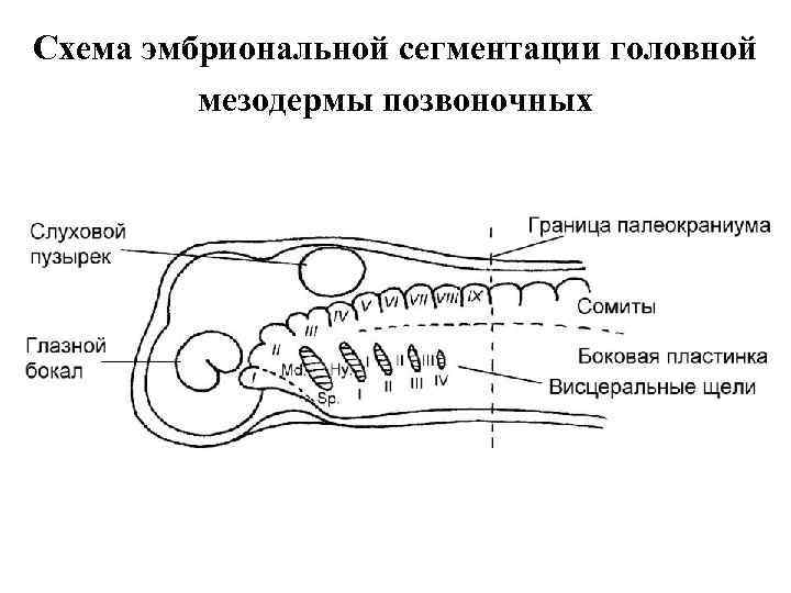 Схема эволюции позвоночных