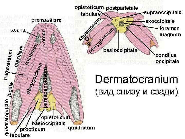 opistoticum postparietale tabulare pt opistoticum basioccipitale quadratum prooticum tabulare de exoccipitale foramen magnum oi