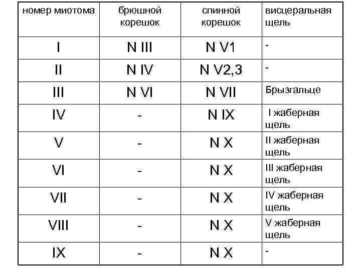 номер миотома брюшной корешок спинной корешок висцеральная щель I N III N V 1