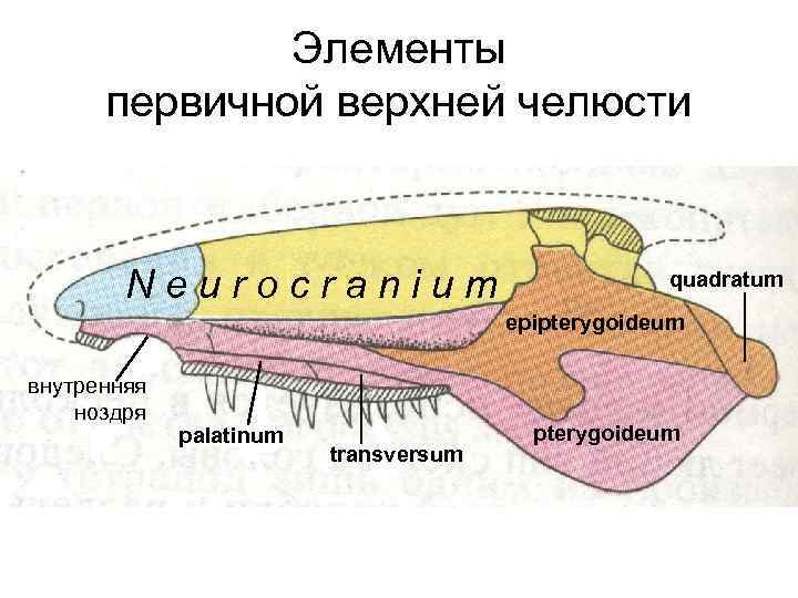 Схема черепа млекопитающих по веберу