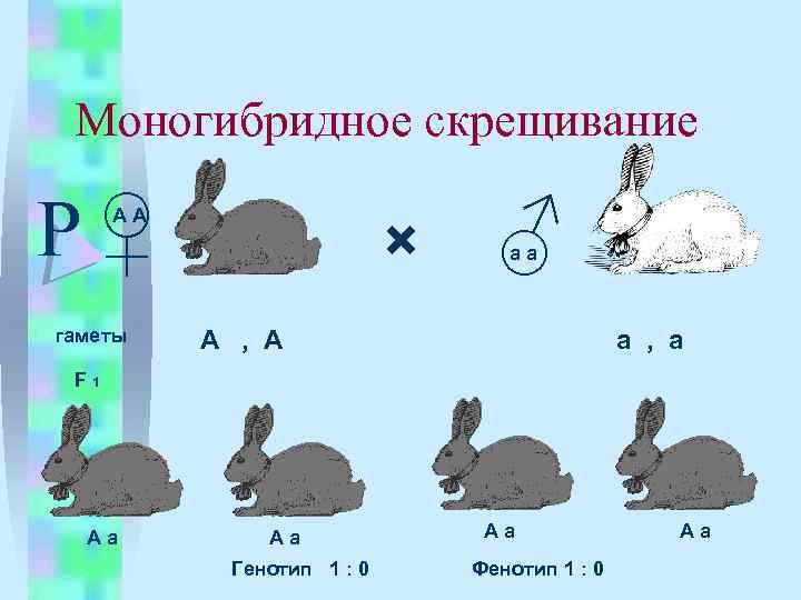 Виды моногибридного скрещивания