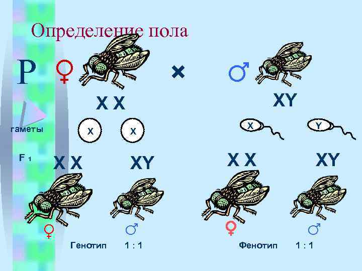 Определение пола Р ♀ × ♂ XY XX гаметы F 1 X XX ♀