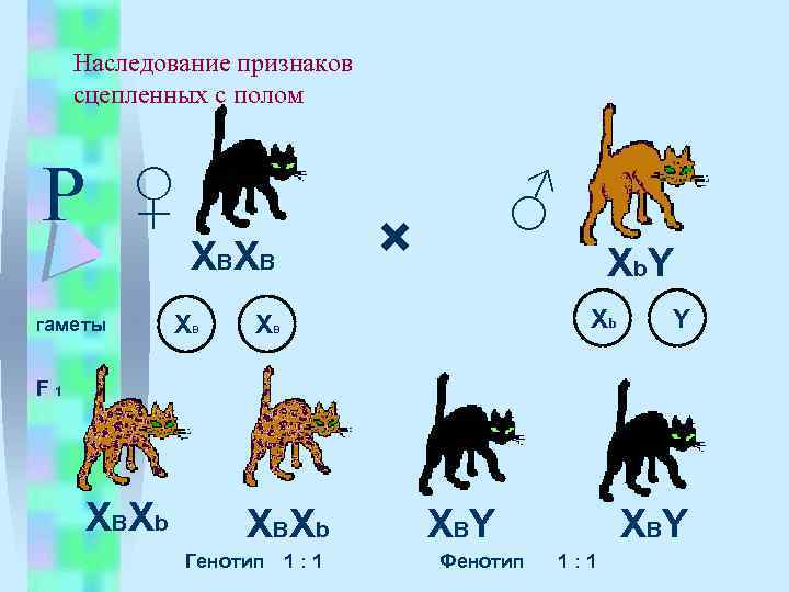 Наследование признаков сцепленных с полом