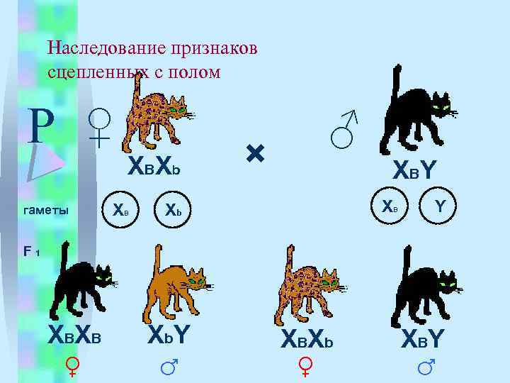 На диаграмме представлены два типа гамет человека х и y