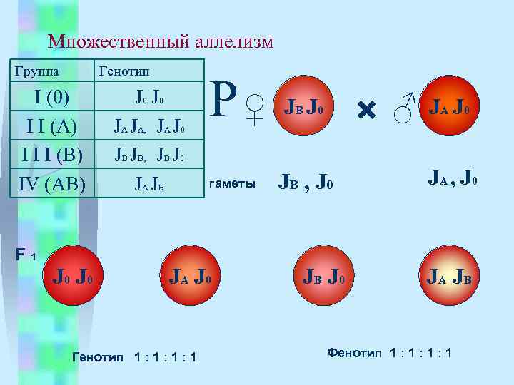 Множественный аллелизм Группа Генотип I (0) I I (А) I I I (В) IV