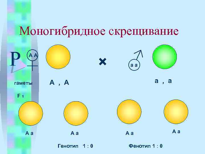 Виды моногибридного скрещивания. Моногибридное скрещивание фенотип. Моногибридное скрещивание генотип. АА АА гаметы. Моногибридное скрещивание гаметы.