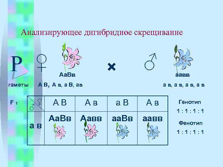 Анализирующее дигибридное скрещивание Р ♀ А В, А в, а В, ав гаметы F