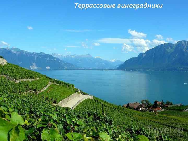 Террассовые виноградники 