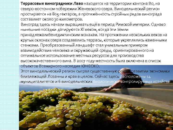 Террасовые виноградники Лаво находятся на территории кантона Во, на северо-восточном побережии Женевского озера. Винодельческий