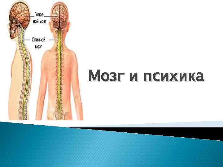 Мозг психика и поведение человека. Мозг и психика. Психика и мозг презентация. Мозг и психика кратко. Психика и мозг человека кратко.