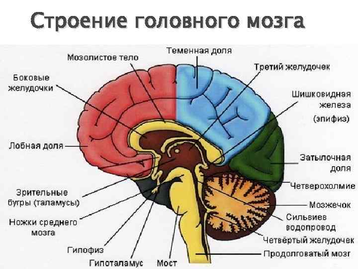 Строение головного мозга 