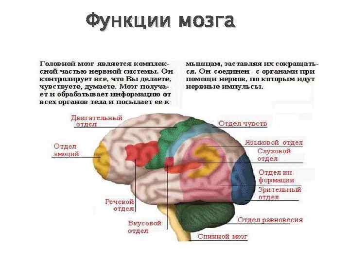 Память функция мозга. Психологическое строение мозга. Мозг человека строение и функции психология. Отделы головного мозга психология. Строение головного мозга психология.