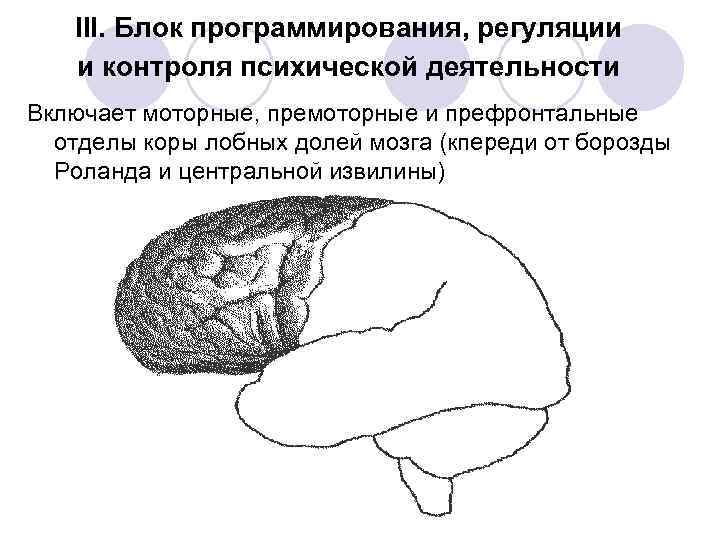 Энергетический блок мозга блок регуляции тонуса и бодрствования презентация