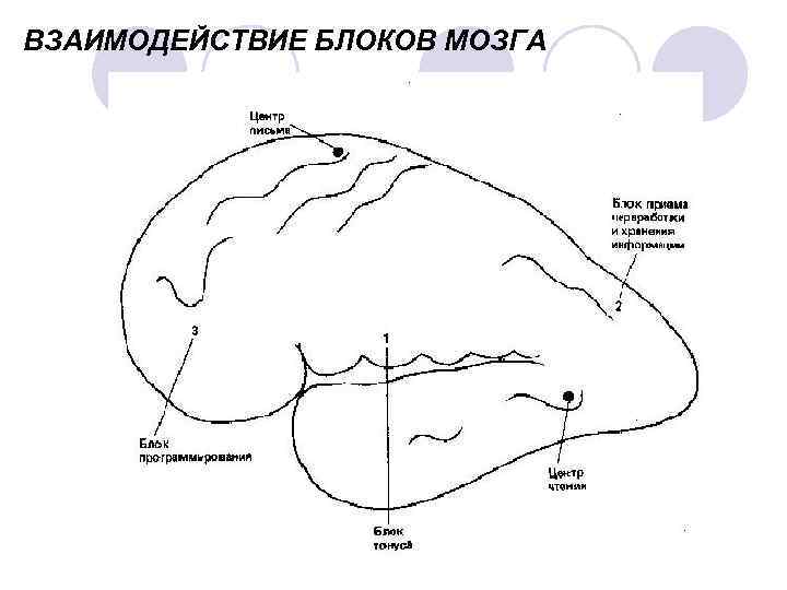 Функциональное взаимодействие основных блоков мозга презентация