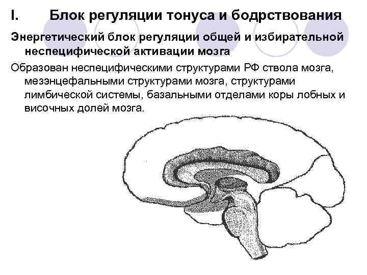 Энергетический блок мозга блок регуляции тонуса и бодрствования презентация