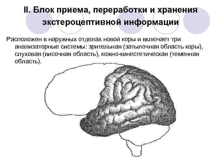 Второй блок. Функциональные блоки мозга Лурия. Второй функциональный блок Лурия это. Лурия 3 функциональных блока мозга. Блоки мозга по Лурия 2 блок.