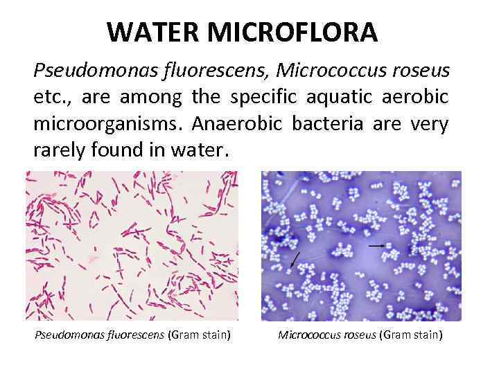 WATER MICROFLORA Pseudomonas fluorescens, Micrococcus roseus etc. , are among the specific aquatic aerobic